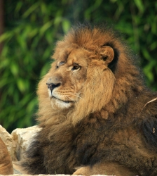 Le Domaine des Fauves