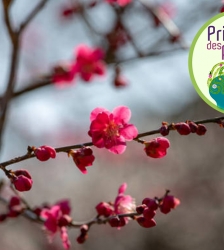 Printemps des pens&eacute;es 2026 : concert Meylomanies