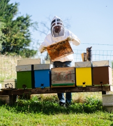 Le monde fabuleux des abeilles