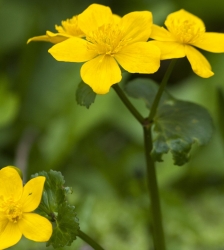 Les plantes sauvages et leurs usages