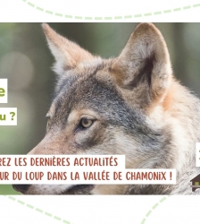 Causerie : "Loup y es-tu ?"