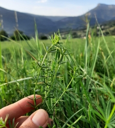 Balade gourmande&nbsp;: Plantes sauvages comestibles et m&eacute;dicinales