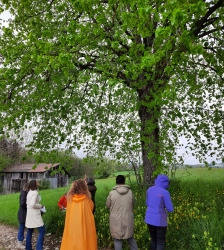 Ronde des arbres : &agrave; la rencontre du tilleul