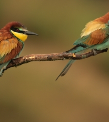 COMPLET - Animation nature sur les ENS :  les gu&ecirc;piers, ces oiseaux multicolores