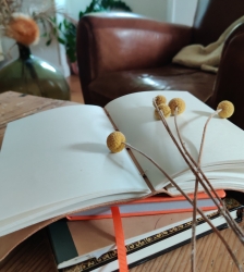 Les plumes du Tea Time