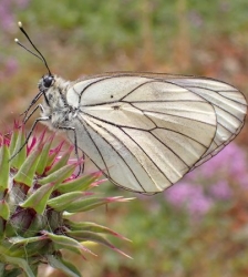 Sortie Lo Parvi : les papillons de jour