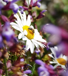 Animation nature sur les ENS : am&eacute;nager son jardin pour la biodiversit&eacute;