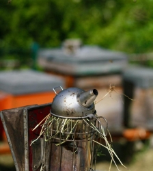 Formation apiculture