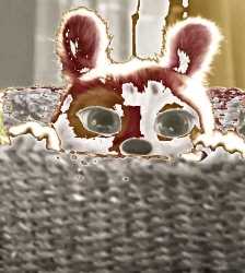 Cin&eacute;ma : Marsupilami