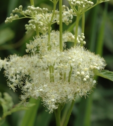 Animation nature sur les ENS : plantes sauvages comestibles