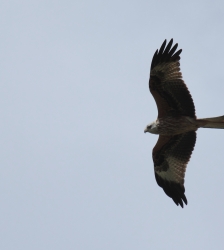 COMPLET - Animation nature sur les ENS : grands voltigeurs, partez d&eacute;couvrir les oiseaux des falaises