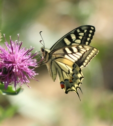 ANNUL&Eacute; : Animation nature sur les ENS : le monde fascinant des insectes pollinisateurs