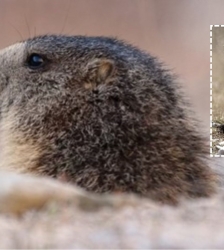 Projection d'un documentaire animalier : Le clan des marmottes