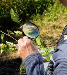 COMPLET : Animation nature sur les ENS : plantes sauvages comestibles