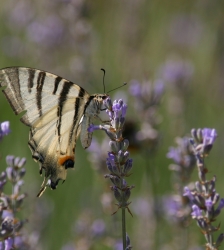 Papillons et autres insectes des prairies