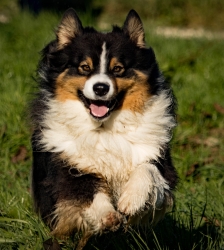 ANNULE - Marche du chien