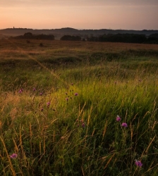 Animation nature sur les ENS : balade cont&eacute;e au cr&eacute;puscule