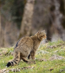 COMPLET - Animation nature sur les ENS : sur les traces du chat forestier