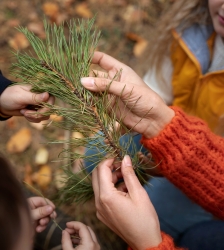 La for&ecirc;t et ses myst&egrave;res