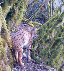 COMPLET - Animation nature sur les ENS : sur les traces du lynx