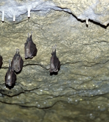 Animation nature sur les ENS : nuit internationale de la chauve-souris