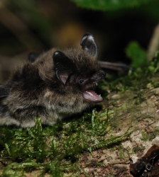 Animation nature sur les ENS : le monde myst&eacute;rieux des chauves-souris
