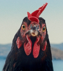 Cin&eacute;ma : Cocotte