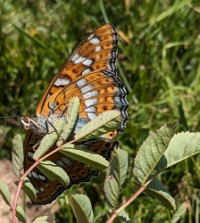 D&eacute;couverte guid&eacute;e des insectes autour du Refuge du Cr&ecirc;t du Poulet