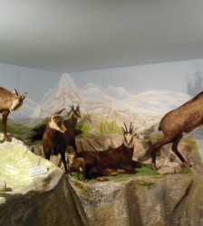 Sur les traces et indices des animaux de nos for&ecirc;ts et montagnes