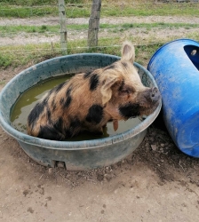 Visite de la ferme p&eacute;dagogique et balade avec les animaux