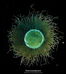 Exposition "Lumi&egrave;res int&eacute;rieures : voyage en neurosciences"