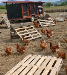 Ferme ouverte : rendez visite aux animaux  du verger de la For&ecirc;t Fruiti&egrave;re