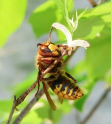 Soir&eacute;e Prot&egrave;ge tes abeilles