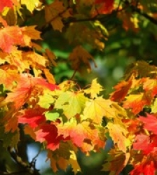 Foire d'automne et vide Greniers