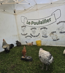 La Mini ferme en balade s'installe au Square Gu&eacute;ly