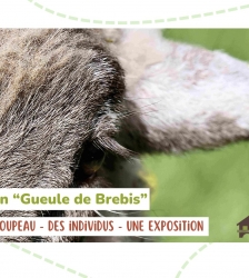 Exposition temporaire Gueule de BREBIS