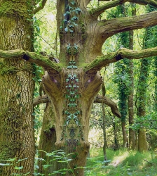 Exposition de photos : Un autre regard sur Dame Nature - Guy Burillier