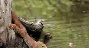 Écureuil : les tribulations d'une forestière