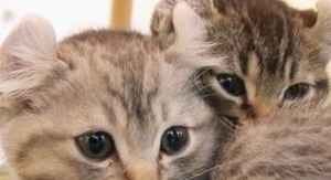 La vie secrète des chats - La langue du chat