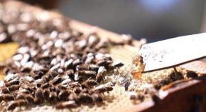 Miel : un buzziness florissant