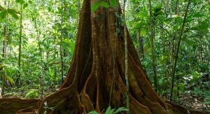 Le monde secret des forêts