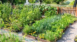 La France en beau - Le petit peuple du potager