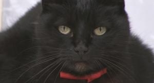 La vie secrète des chats - Dans la peau du chat