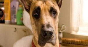 Marmaduke