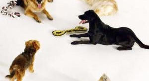 Le show des chiens