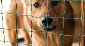 Des animaux à aimer