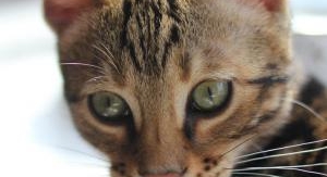 Une vie de chaton