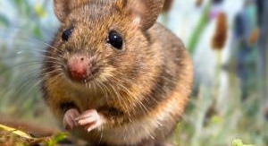 La vie secrète des animaux du village