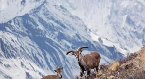 Les animaux des hauts plateaux tibétains