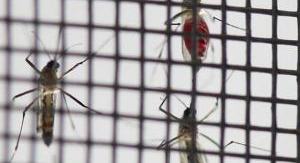 Nuisibles de l'été, la guerre est déclarée